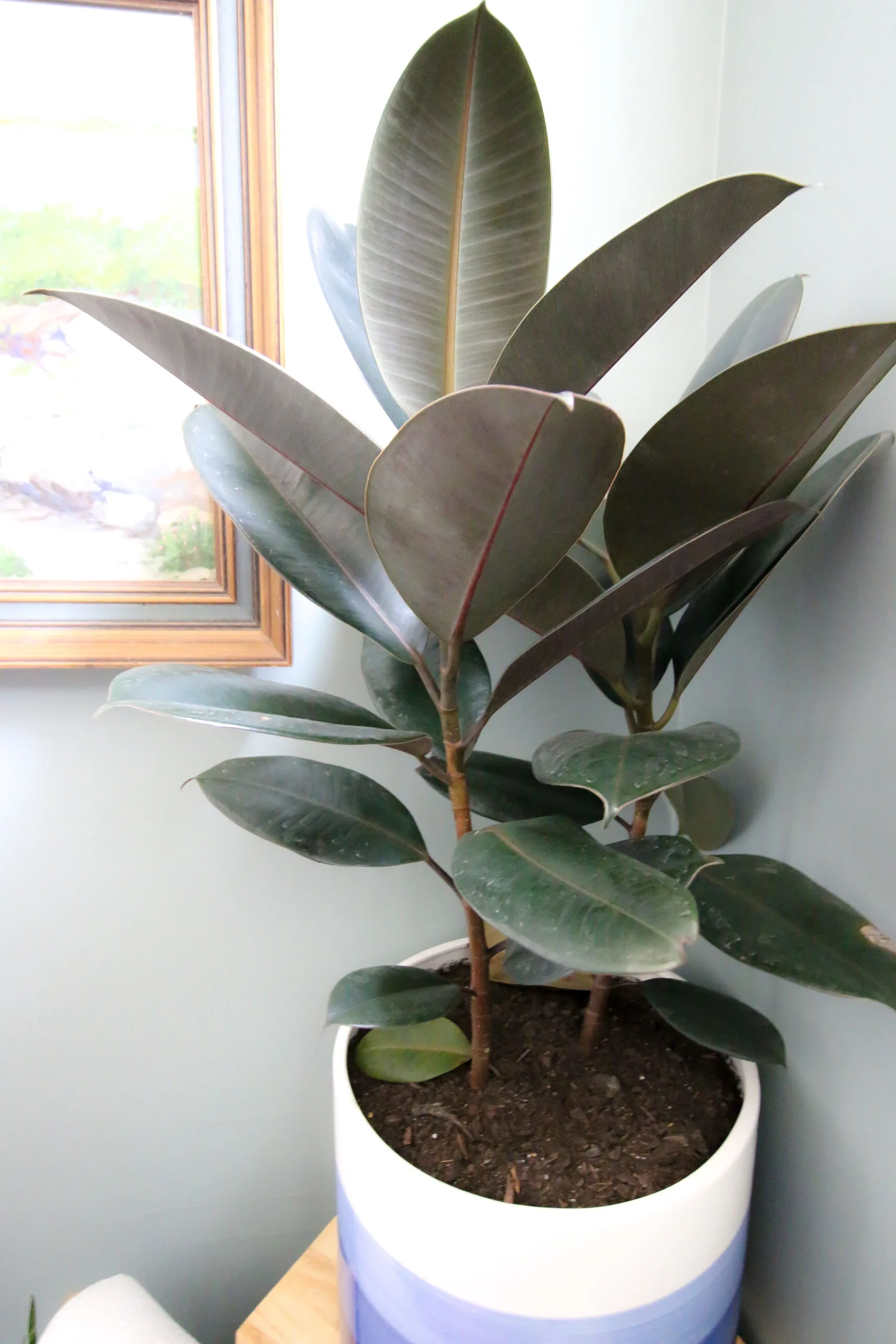 leaf that has fallen off a rubber plant