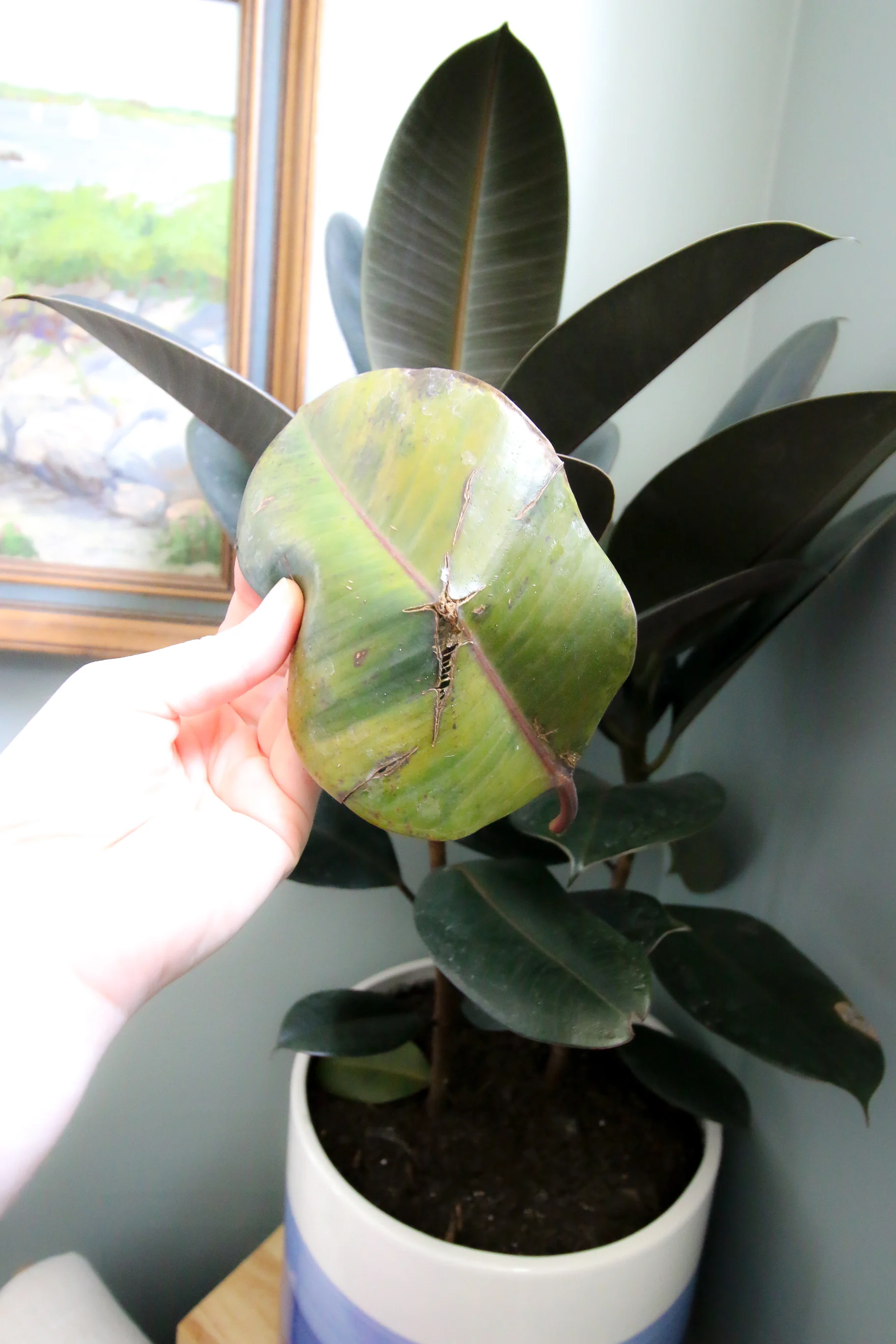 leaf that has fallen off a rubber plant