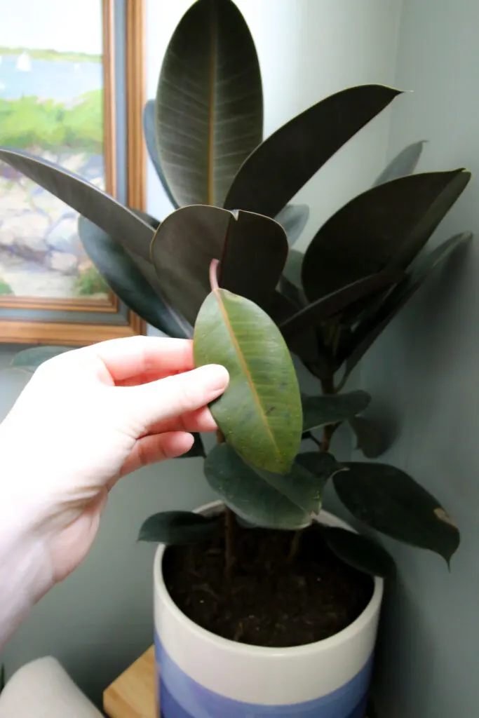 leaf that has fallen off a rubber plant