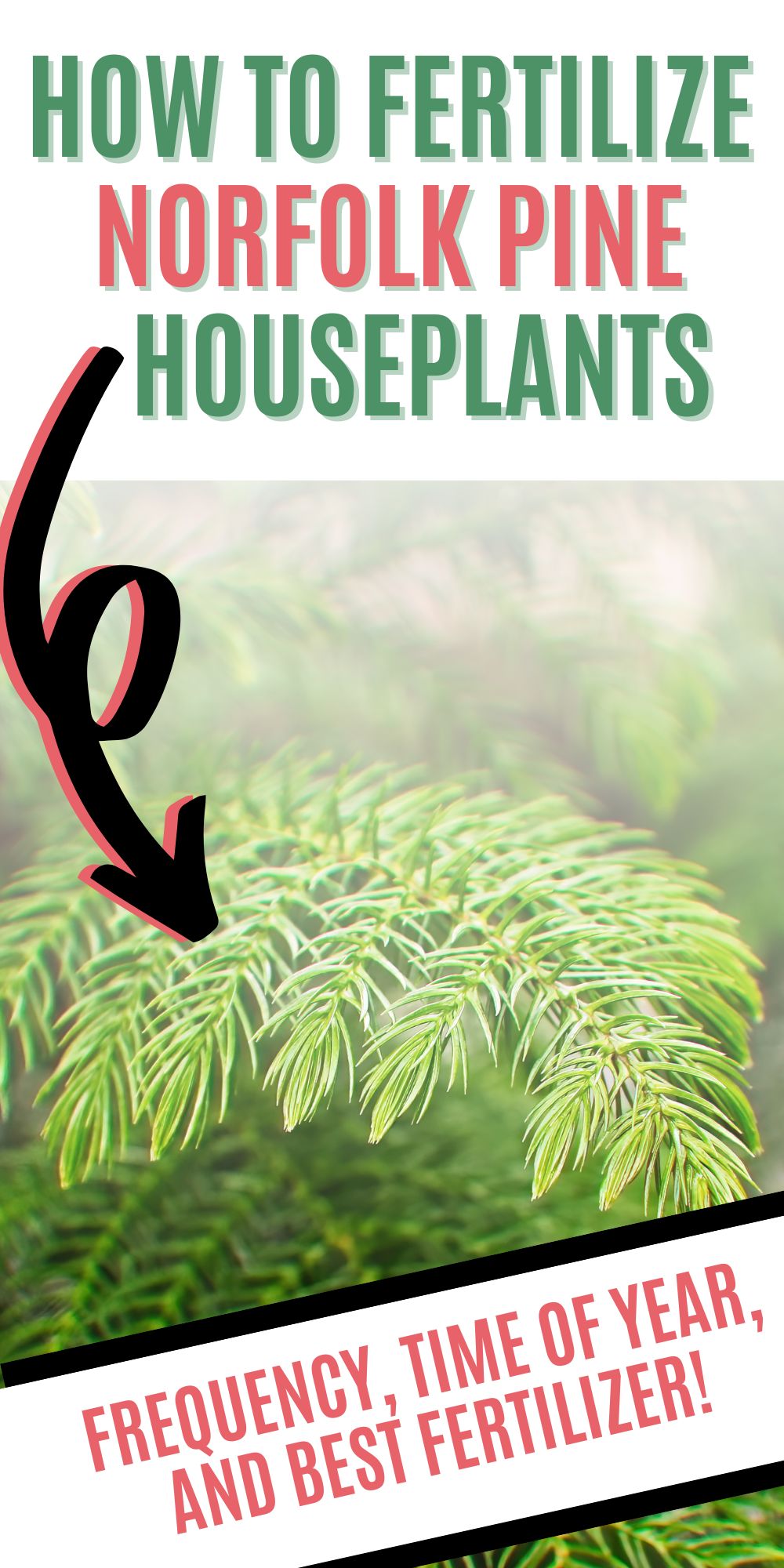 HOW TO FERTILIZE NORFOLK PINE HOUSEPLANTS