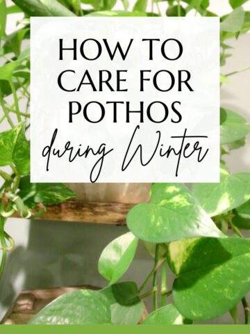 How to care for your pothos during winter