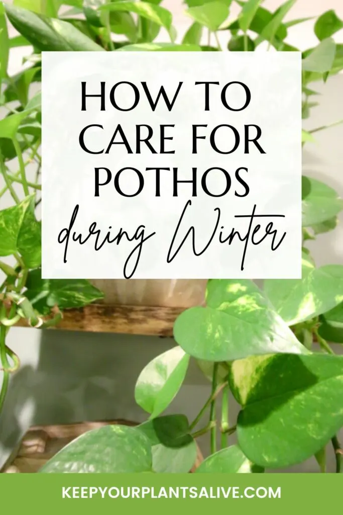 How to care for your pothos during winter