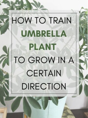 How to train your umbrella plant to grow in a specific direction