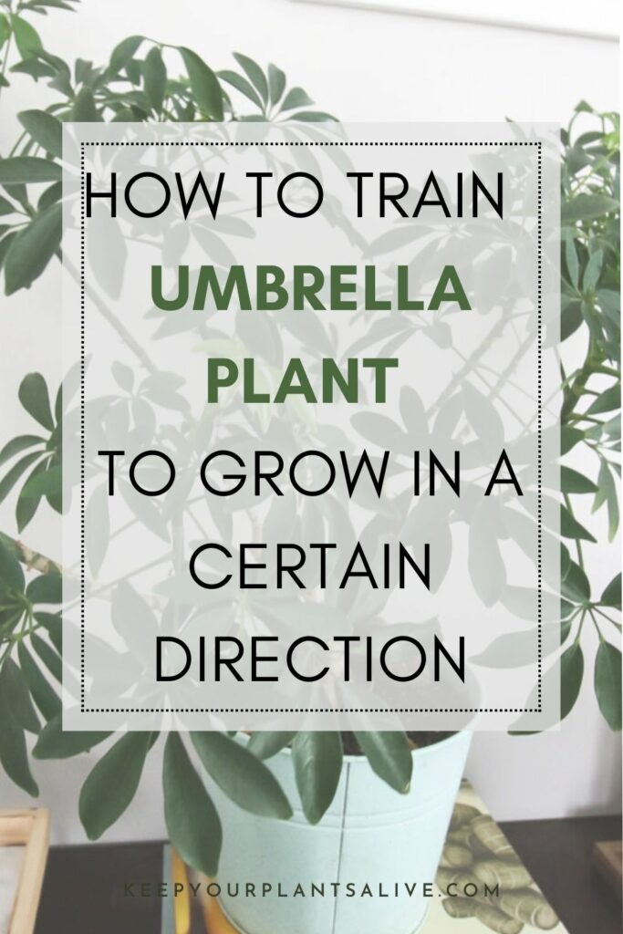 How to train your umbrella plant to grow in a specific direction