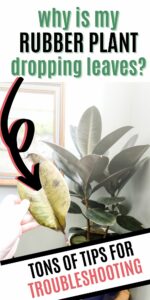 Why is my rubber plant dropping leaves? - keep your plants alive