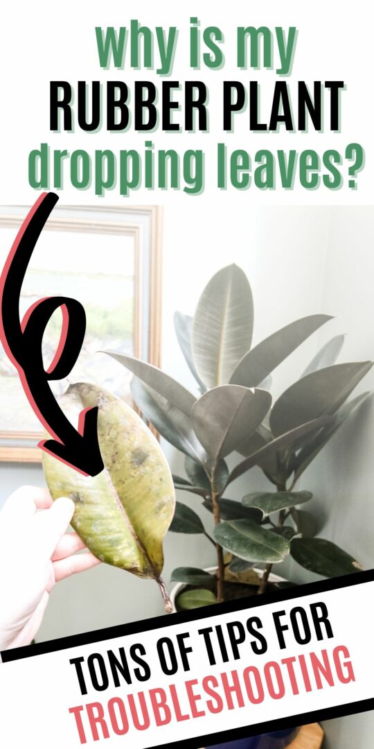 Why is my rubber plant dropping leaves? keep your plants alive