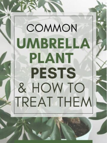 common umbrella plant pests and how to treat them