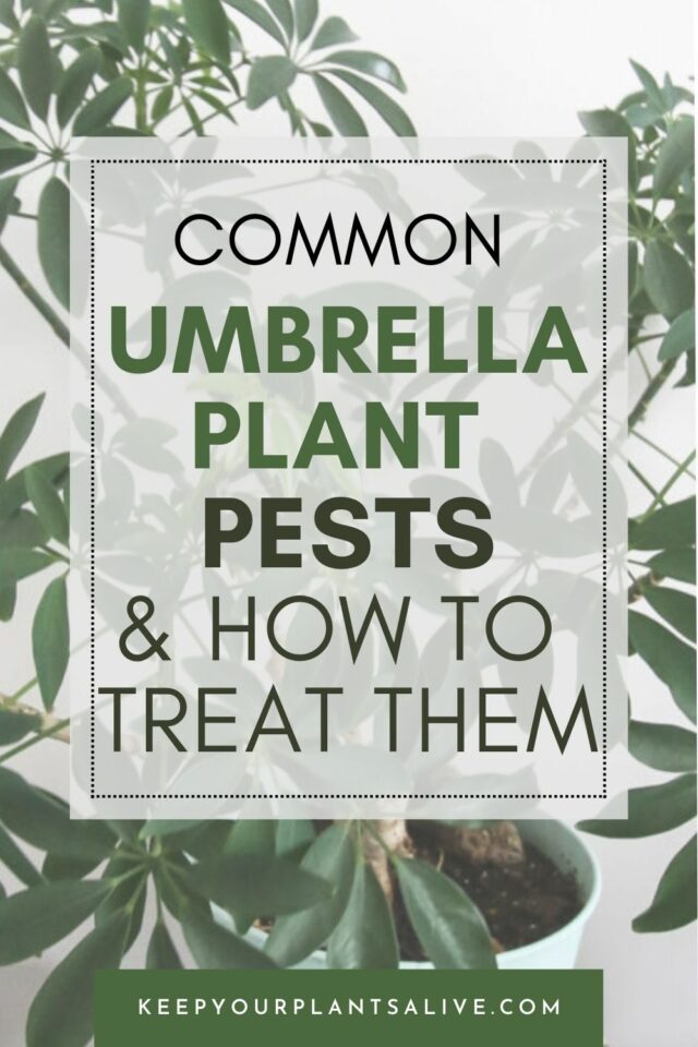 Common umbrella plant pests and how to get rid of them keep your