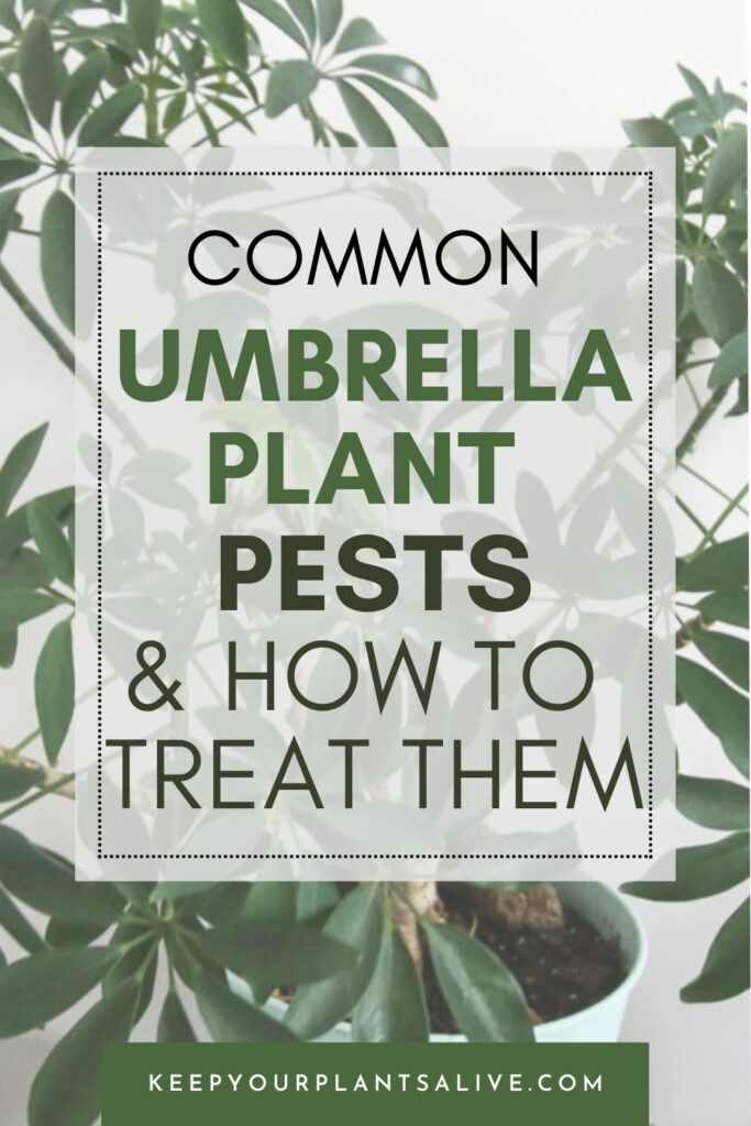 common umbrella plant pests and how to treat them