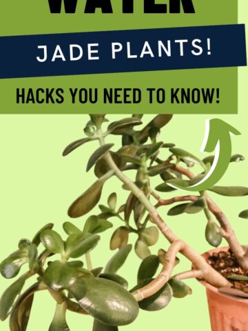 how to water jade plants