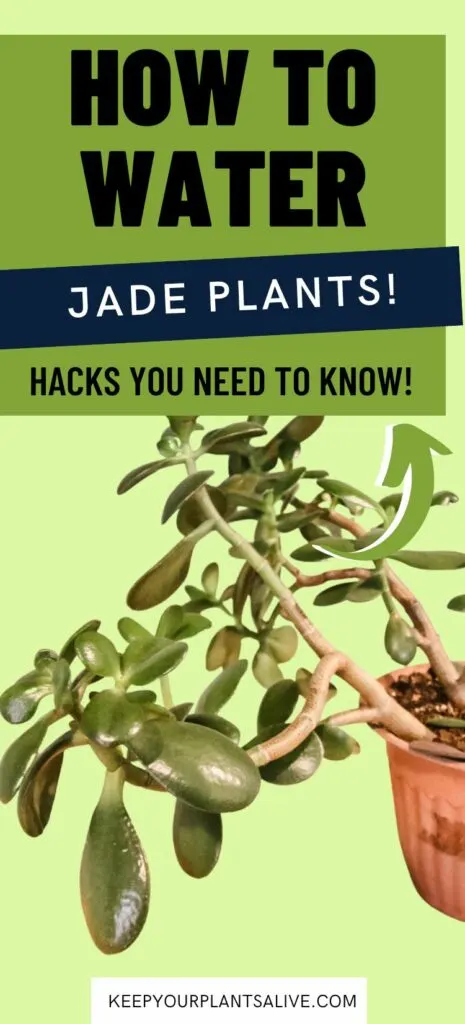 how to water jade plants