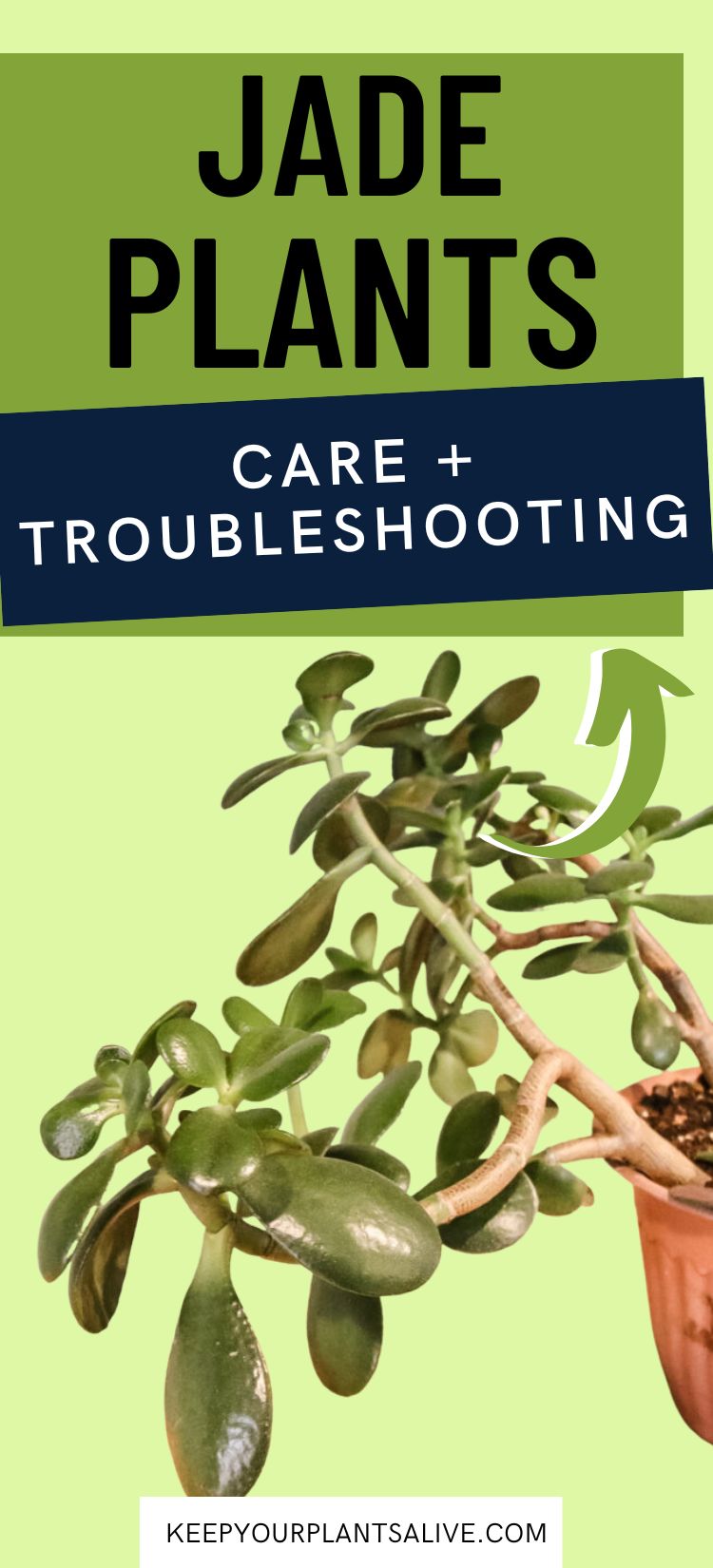 jade plant care