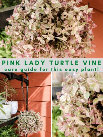 pink lady turtle vine plant care guide