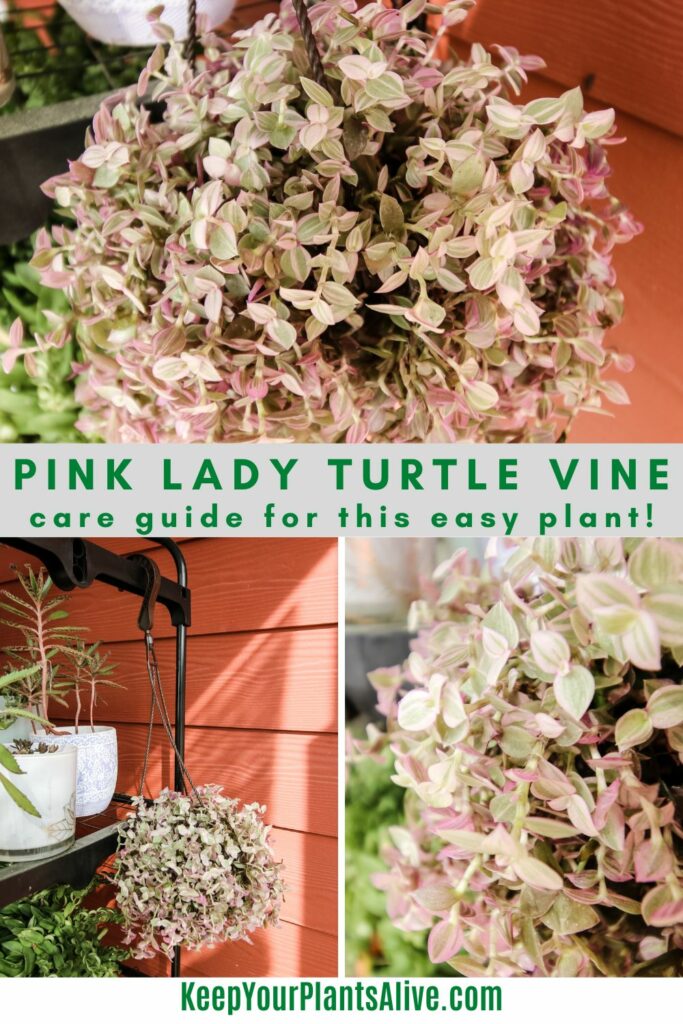 pink lady turtle vine plant care guide