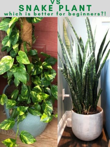 pothos vs snake plant - which is better for beginners