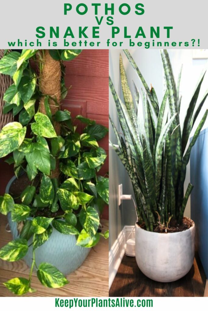 pothos vs snake plant - which is better for beginners