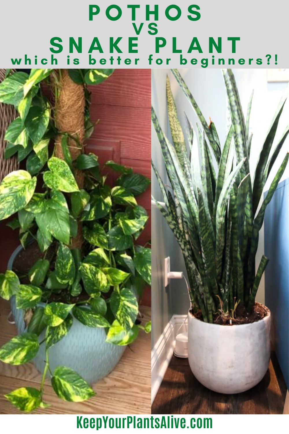 Image of Pothos and snake plant
