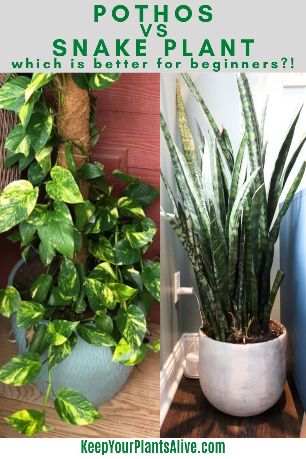 Image of Snake plant and pothos