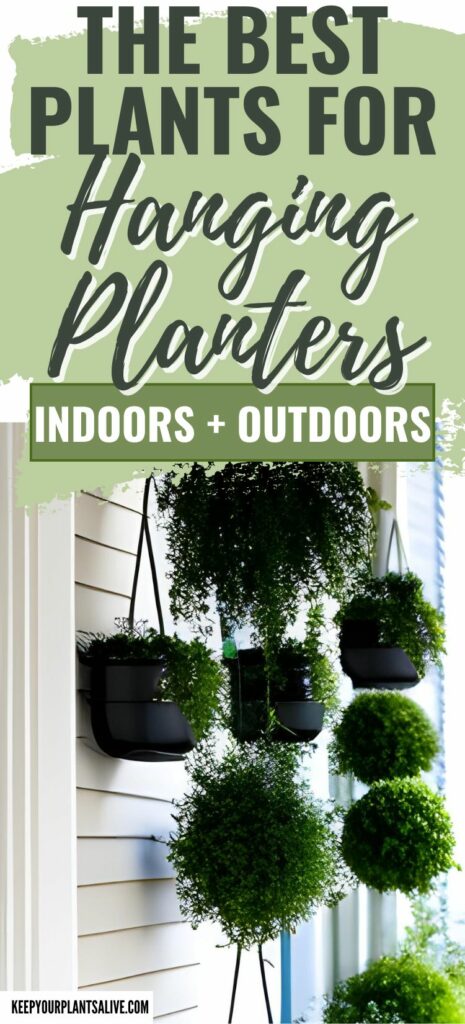 the best plants for hanging planters indoors and outdoors