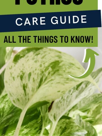 variegated pothos care guide