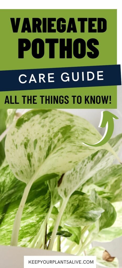 variegated pothos care guide