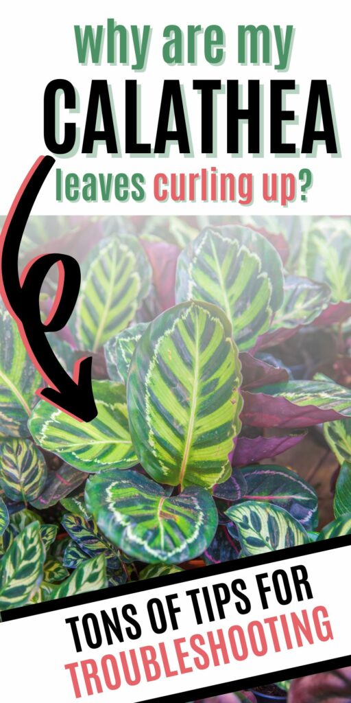 why are my calathea leaves curling up