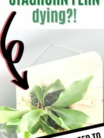 why is my staghorn fern dying