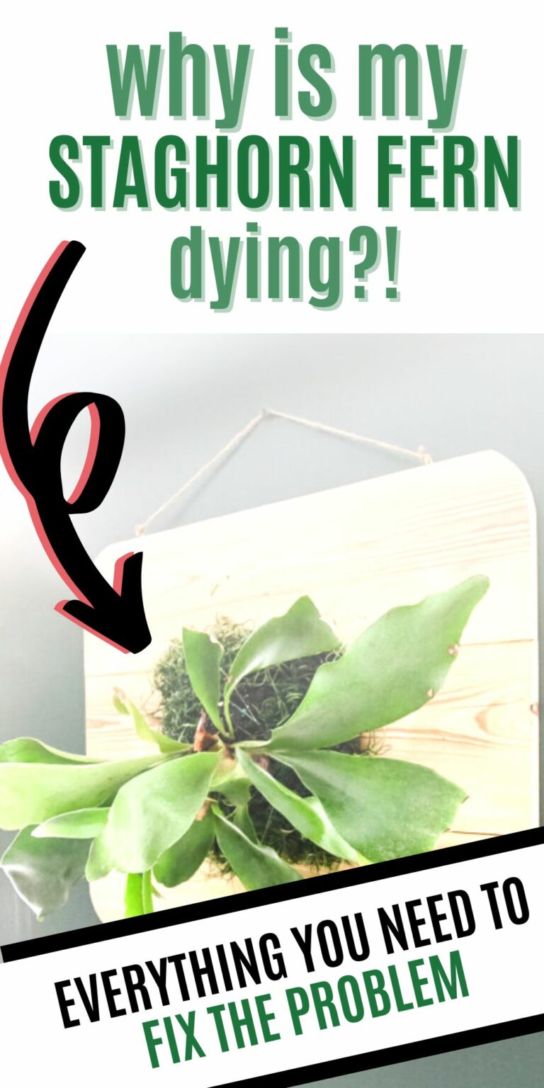 How to save a dying staghorn fern keep your plants alive