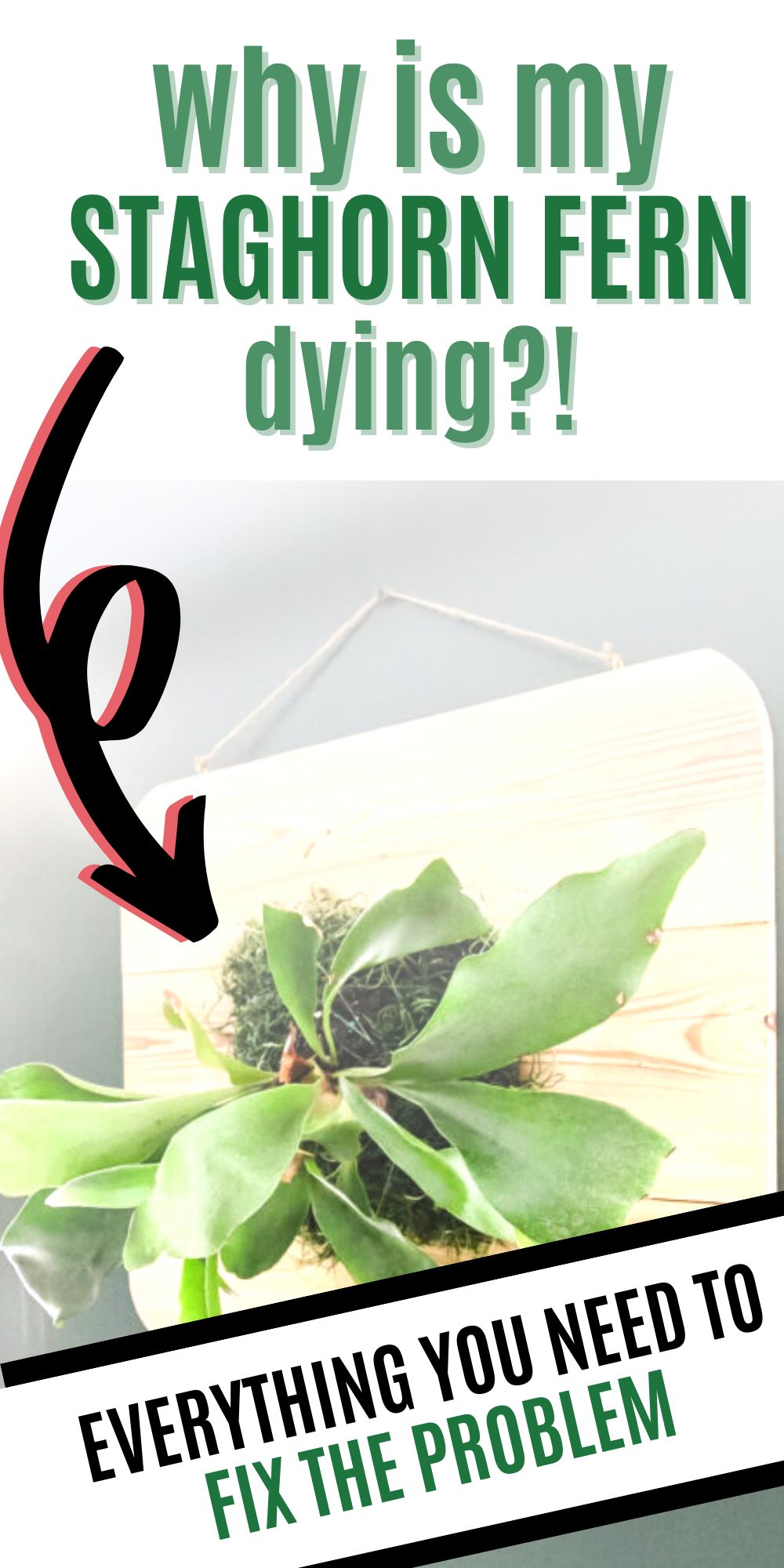 why is my staghorn fern dying