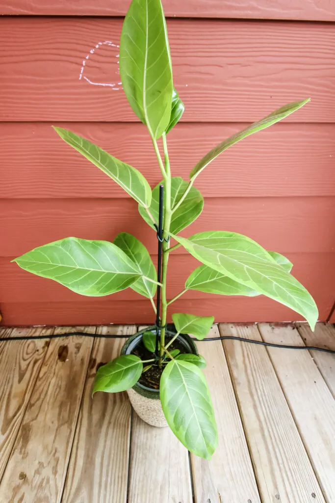 Ficus Altissima