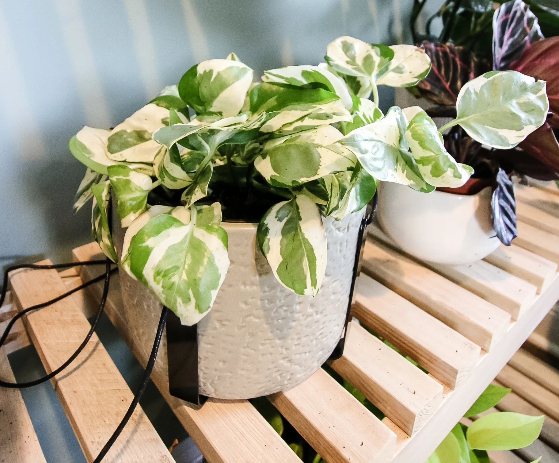 njoy pothos in a pot