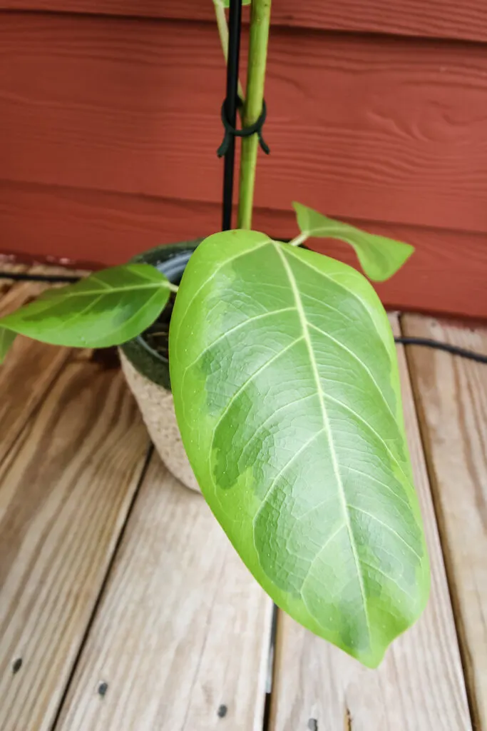 Ficus Altissima