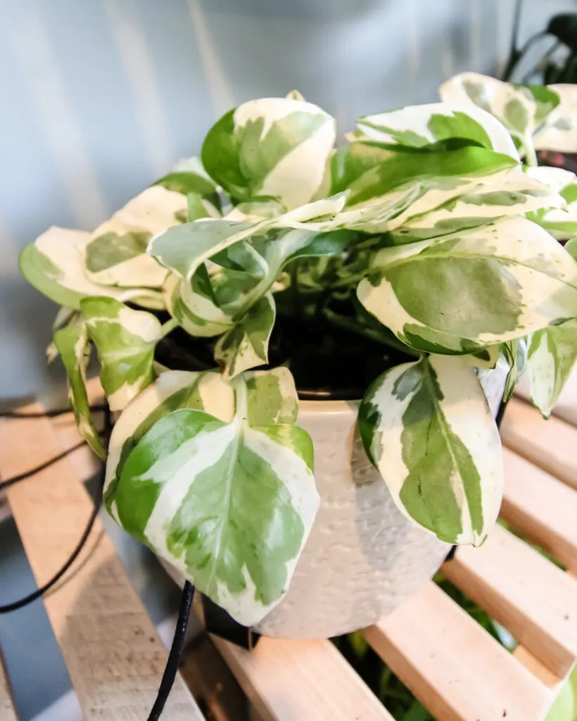 njoy pothos in a pot