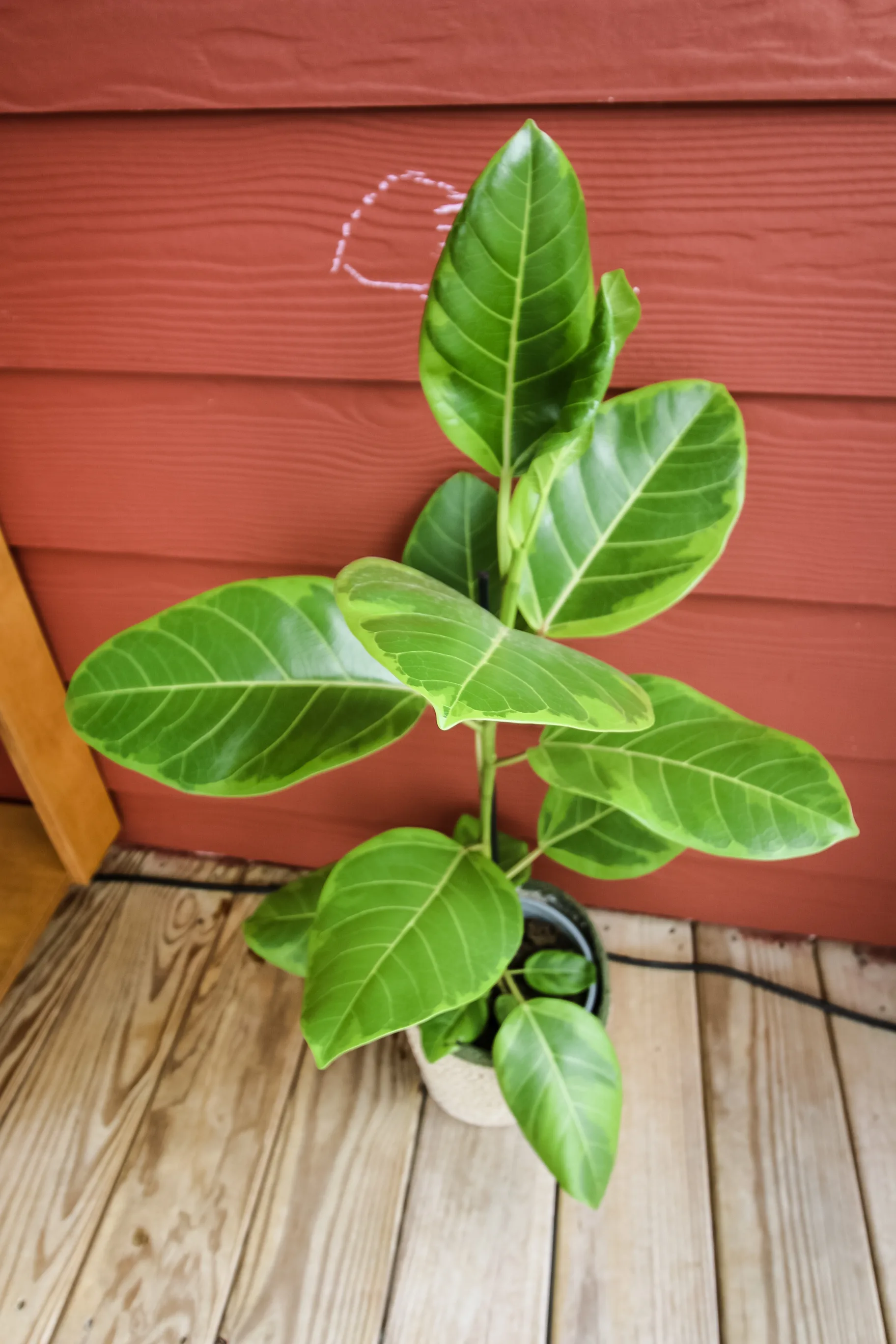 Ficus Altissima