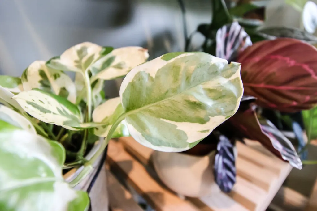 njoy pothos in a pot