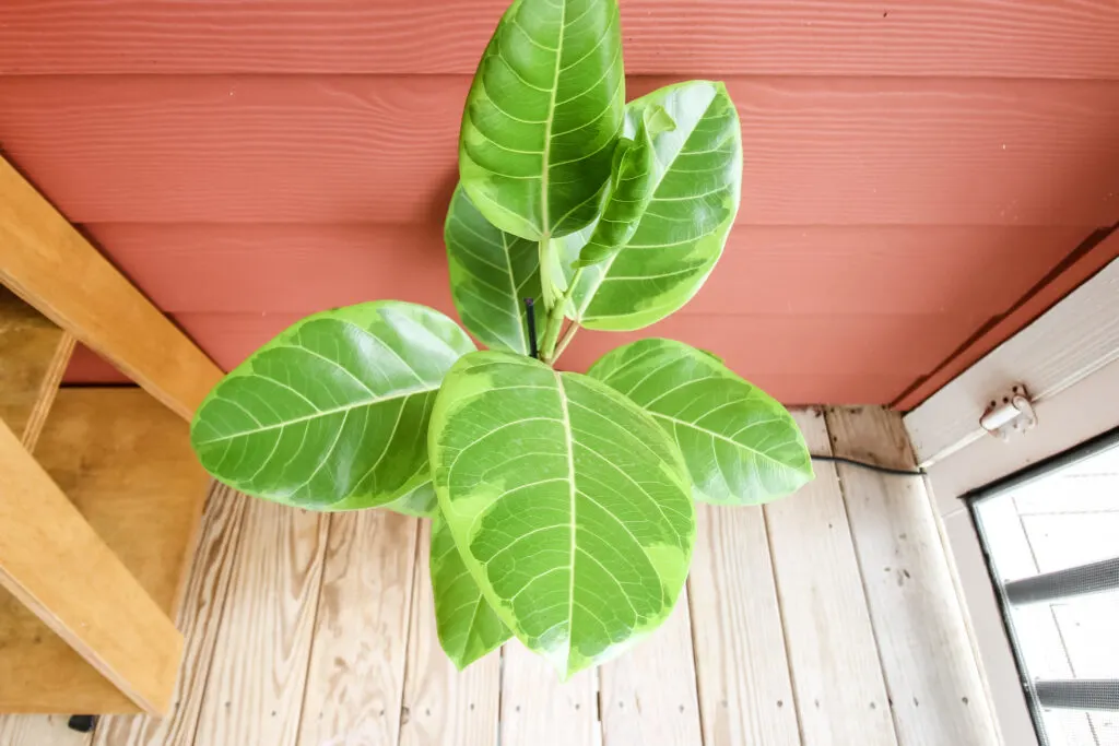 Ficus Altissima