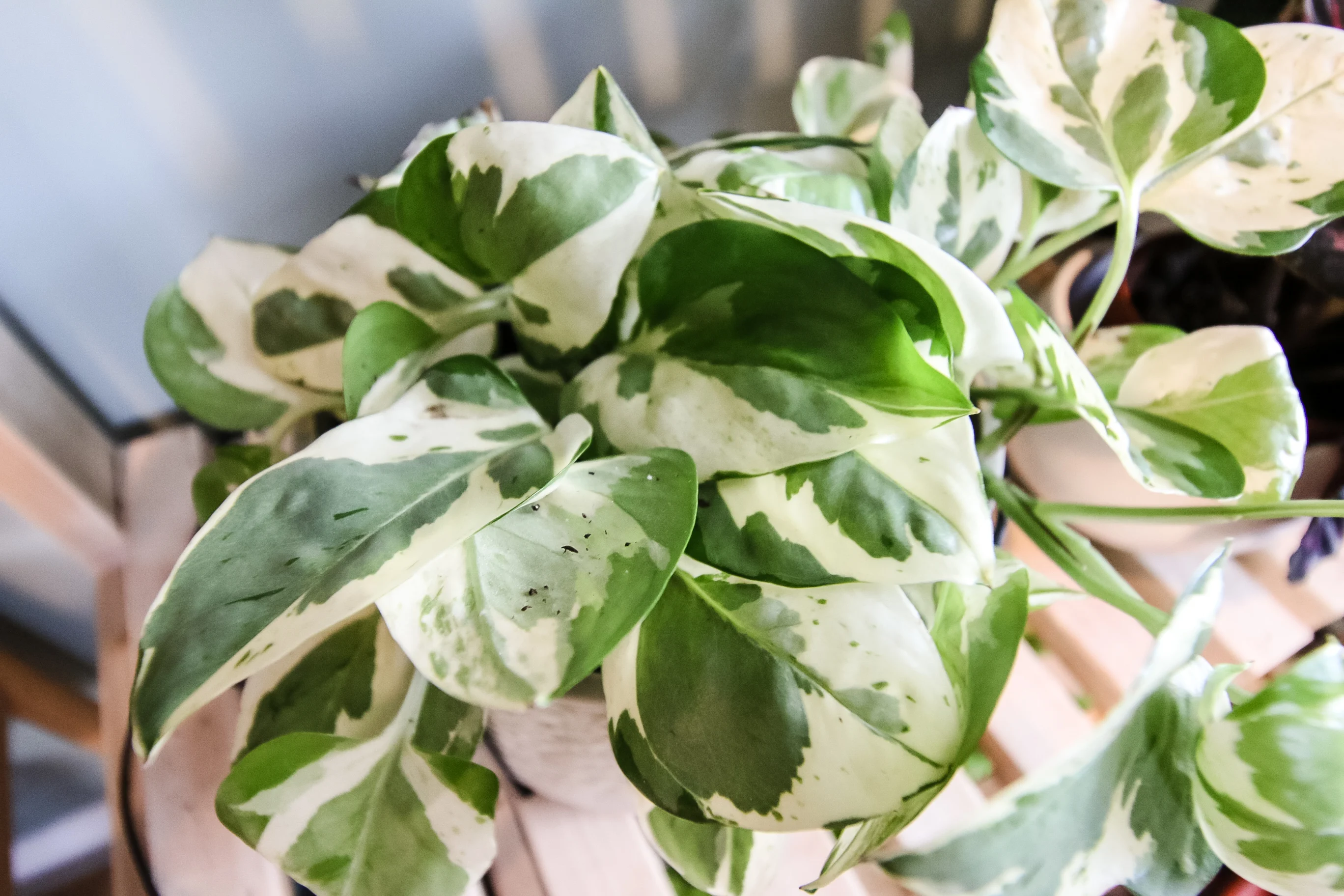 njoy pothos in a pot