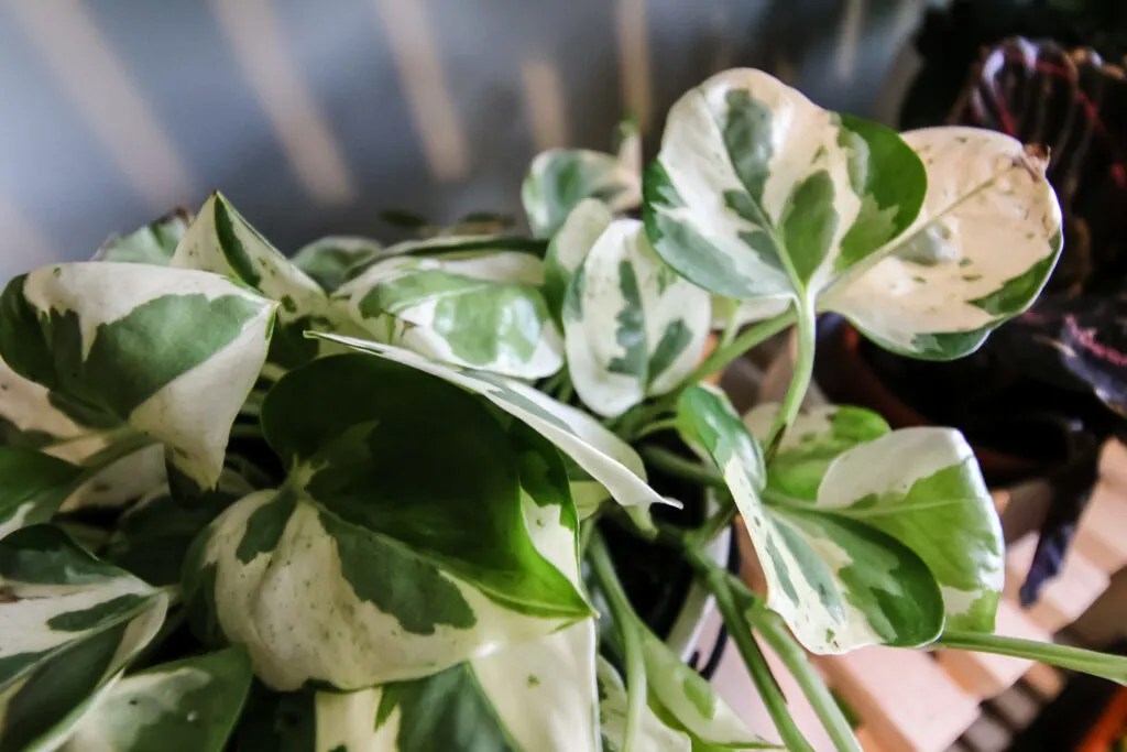 njoy pothos in a pot