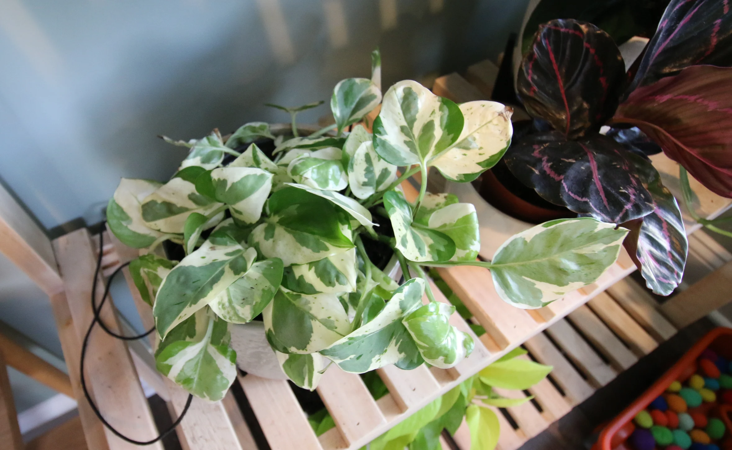 njoy pothos in a pot