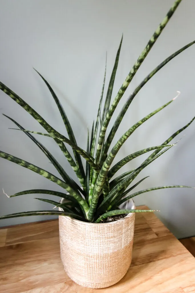 Sansevieria Fernwood 