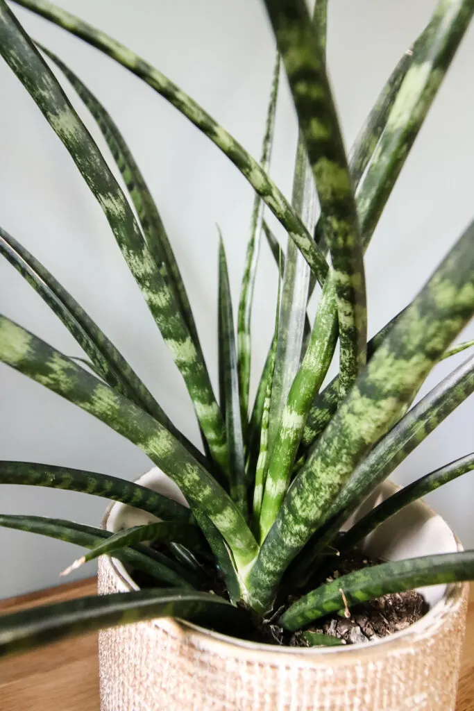 Sansevieria Fernwood 