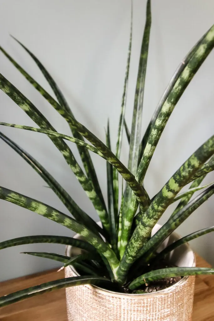 Sansevieria Fernwood 