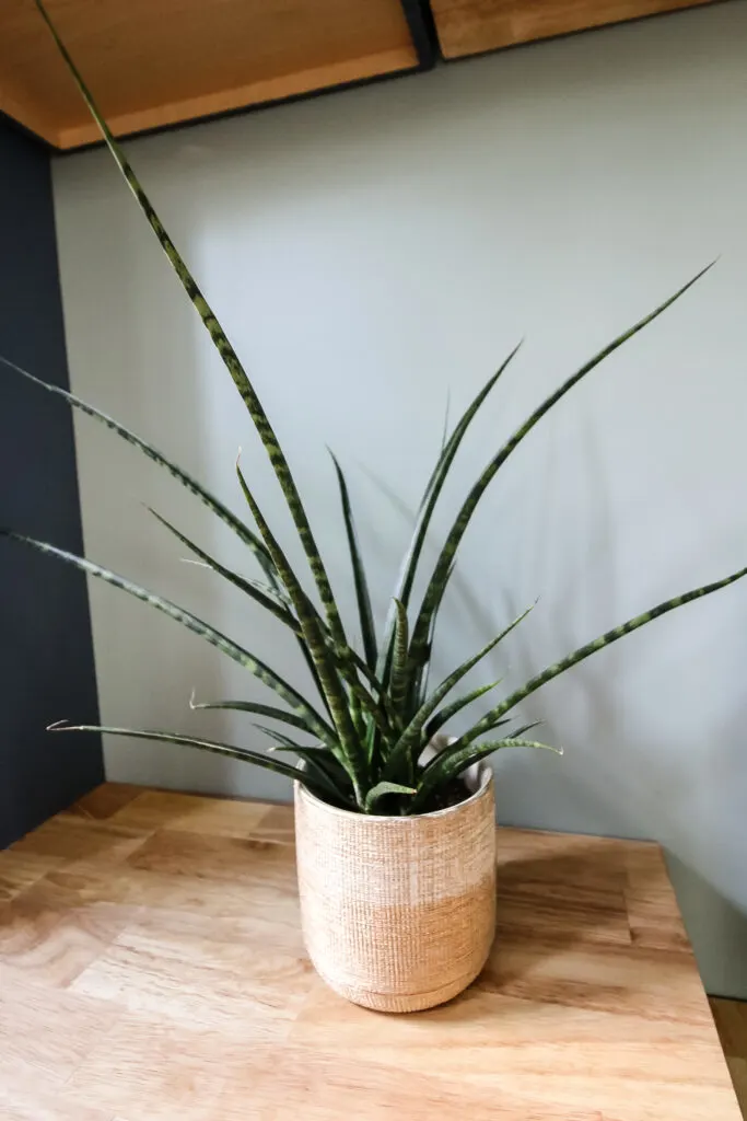 Sansevieria Fernwood 