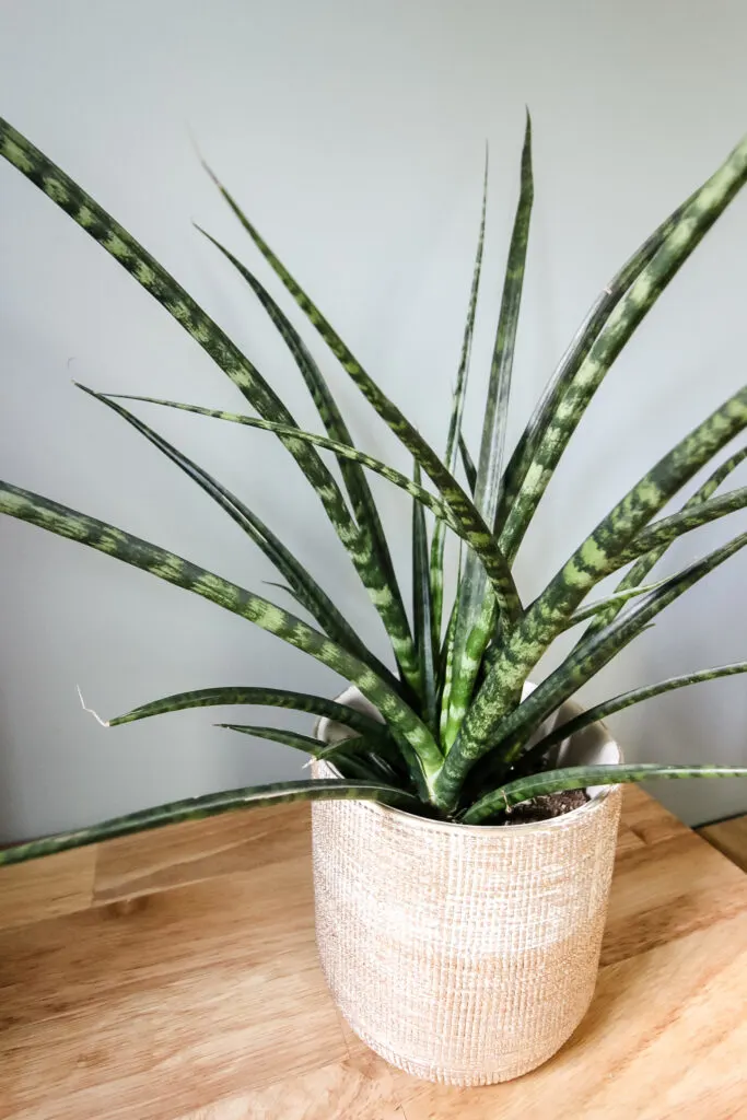 Sansevieria Fernwood 