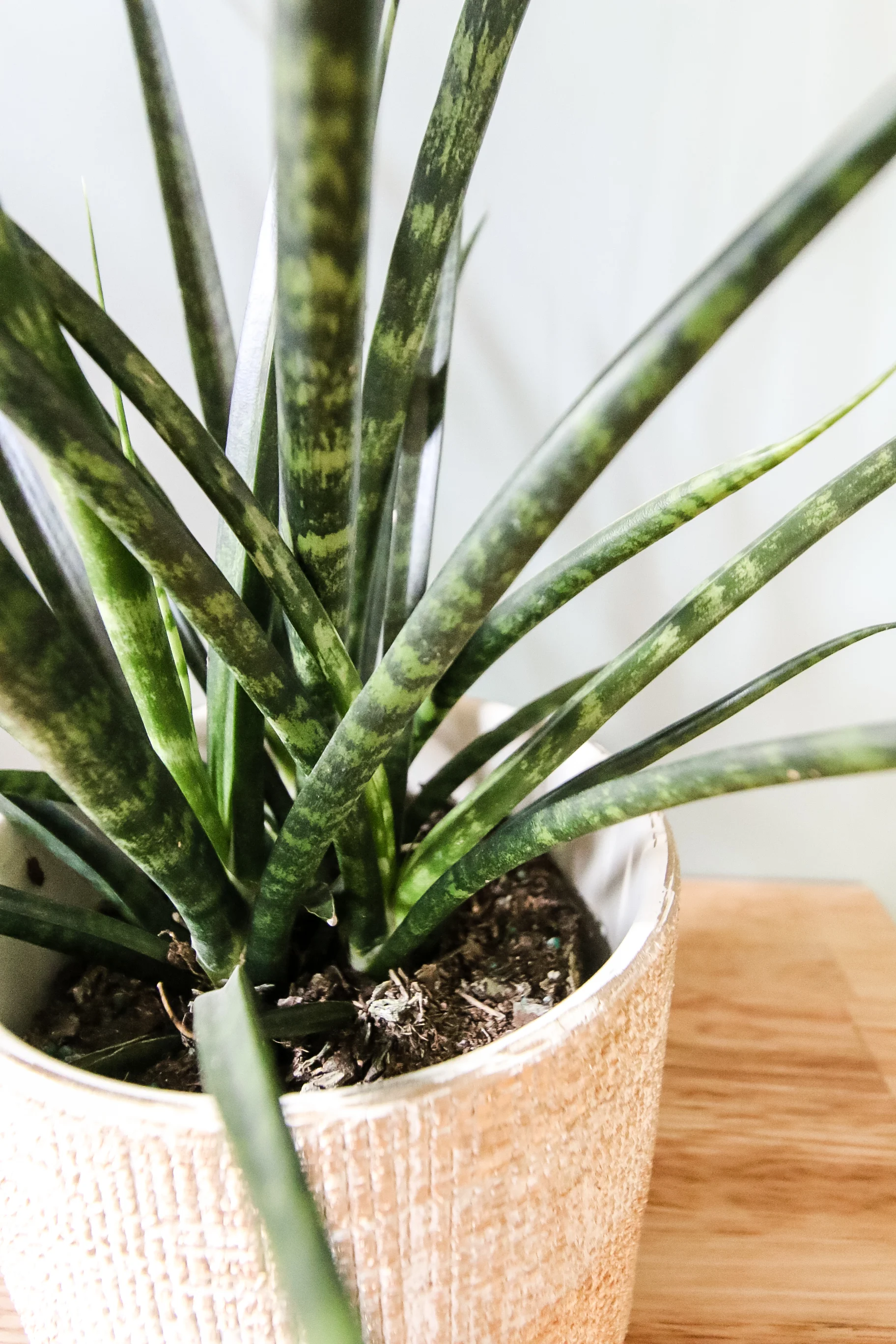 Sansevieria Fernwood 