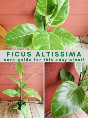 Ficus Altissima plant care guide