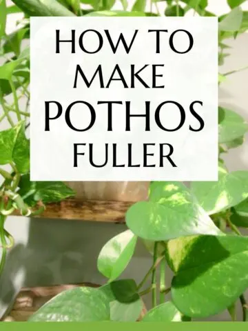 How to make pothos fuller