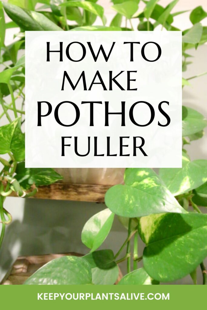 How to make pothos fuller