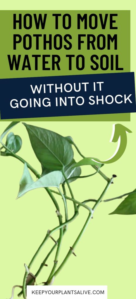 How to move pothos from water to soil
