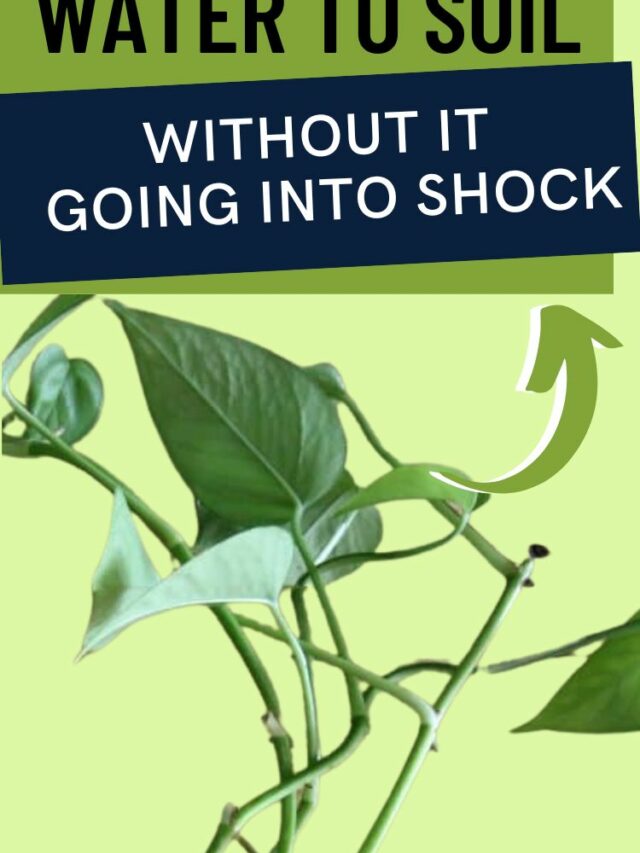 The worst time to water your plants keep your plants alive